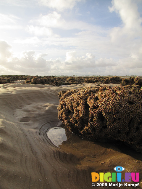 SX10519-20 Reef formed by Honeycomb worm (Sabellaria alveolata) on beach near Porthcawl